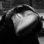 corvidology