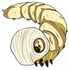 White Tullewyrm Larva