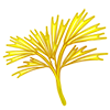 Yellow Sedge