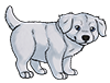 White Mastiff Puppy