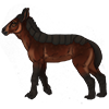 Bay Plicilope Foal