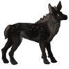 Melanistic Qirnin Fawn