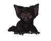 Melanistic Burrowbat Pup