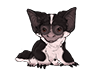 Piebald Burrowbat Pup