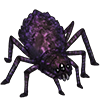 Purple Cave Spider Hatchling